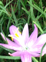 Passiflora tarminiana