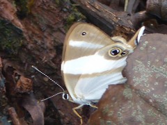 Afriodinia