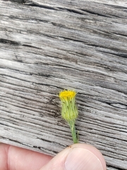 Hypochaeris chillensis