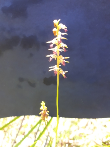 Image of Genoplesium fimbriatum by (c) Shelomi Doyle, some rights reserved (CC BY)