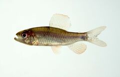 Sailfin Tetra photo 1