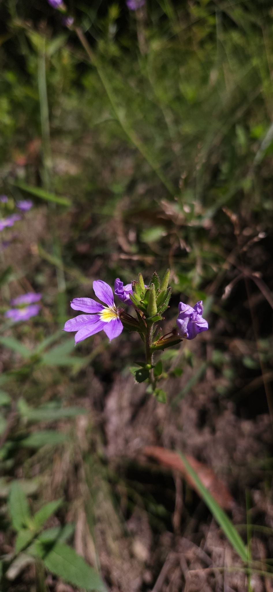Imagem de Scaevola