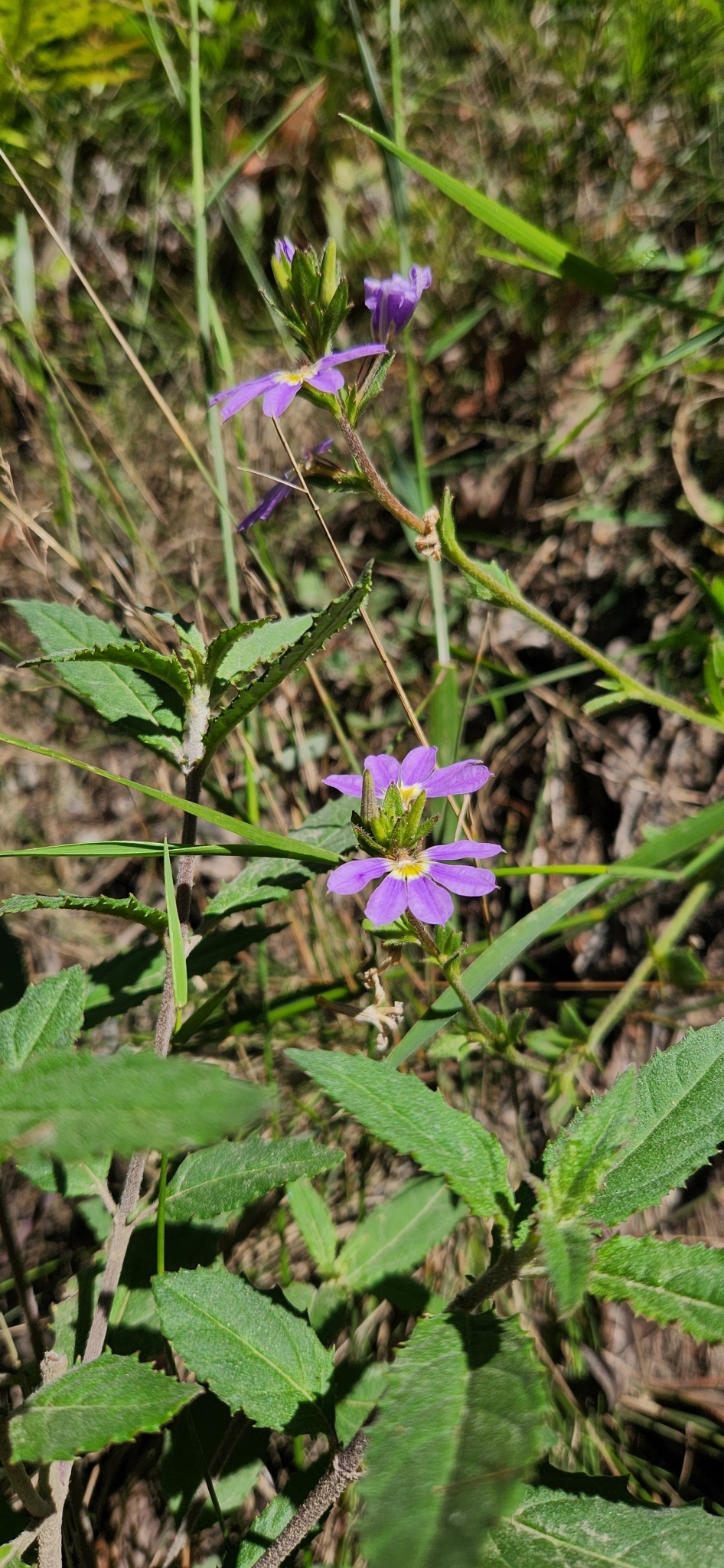 Imagem de Scaevola