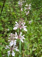 Stachys tenuifolia