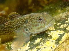 Banded Goby photo 4