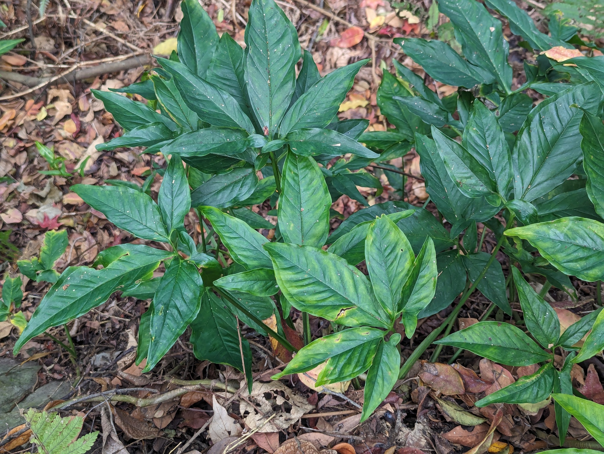 Imagem de Língua-de-cobra