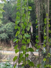 Tinospora (Tinospora crispa)