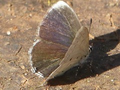 Eicochrysops hippocrates