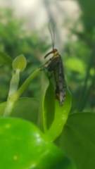 Panorpa meridionalis