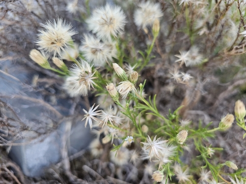 Image of Vittadinia blackii by (c) Rosalie Lawrence, some rights reserved (CC BY)
