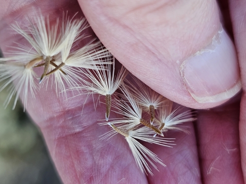 Image of Vittadinia blackii by (c) Rosalie Lawrence, some rights reserved (CC BY)
