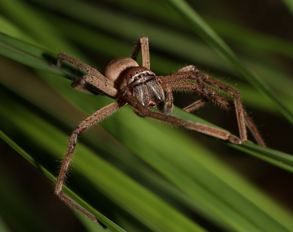 Beautiful Badge Huntsman from Sunshine Coast QLD, Australia on January ...