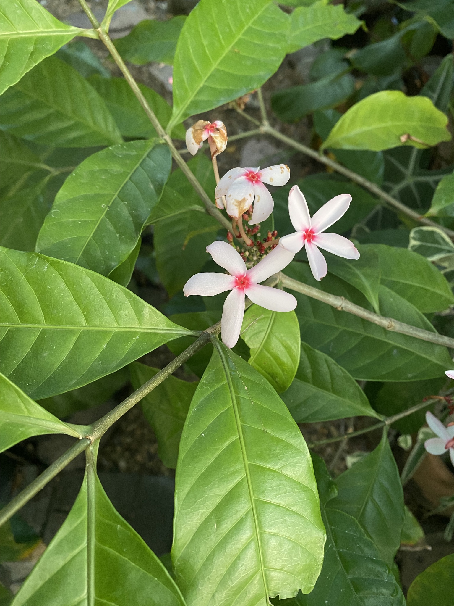 Imagem de Jasmim-de-madagascar