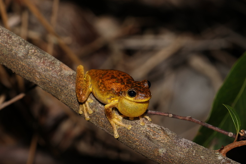 Laughing Tree Frog, Pengilleyia tyleri