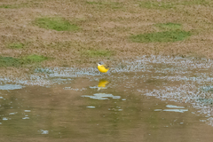 Motacilla flava cinereocapilla