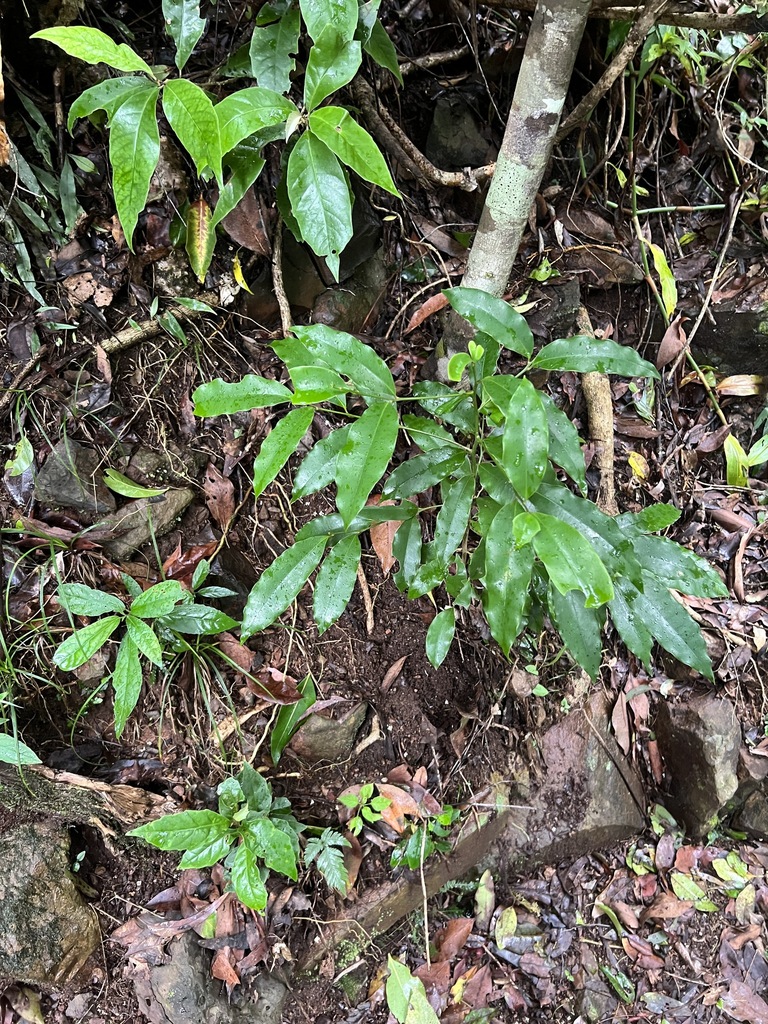 flowering plants from Springbrook, Guanaba-Springbrook, Queensland ...