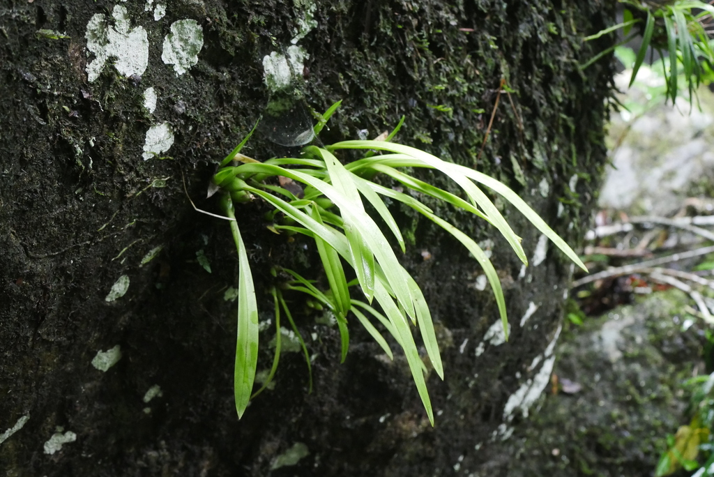 Liparis swenssonii