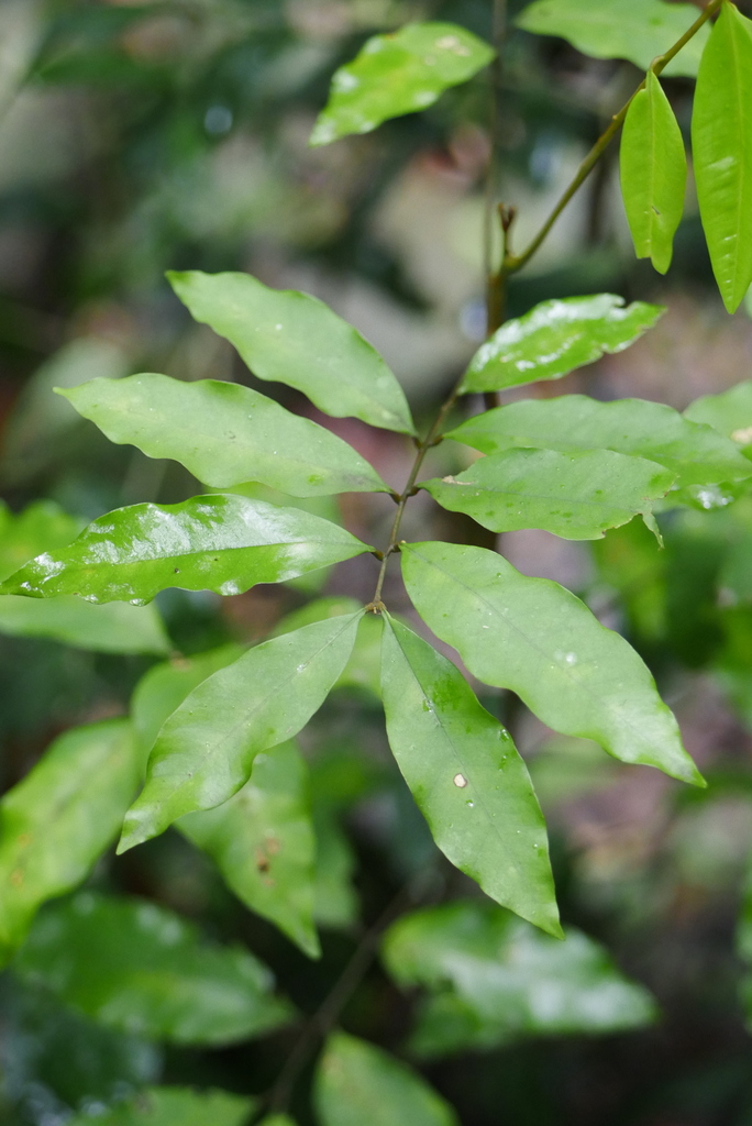 flowering plants from Springbrook QLD 4213, Australia on January 17 ...