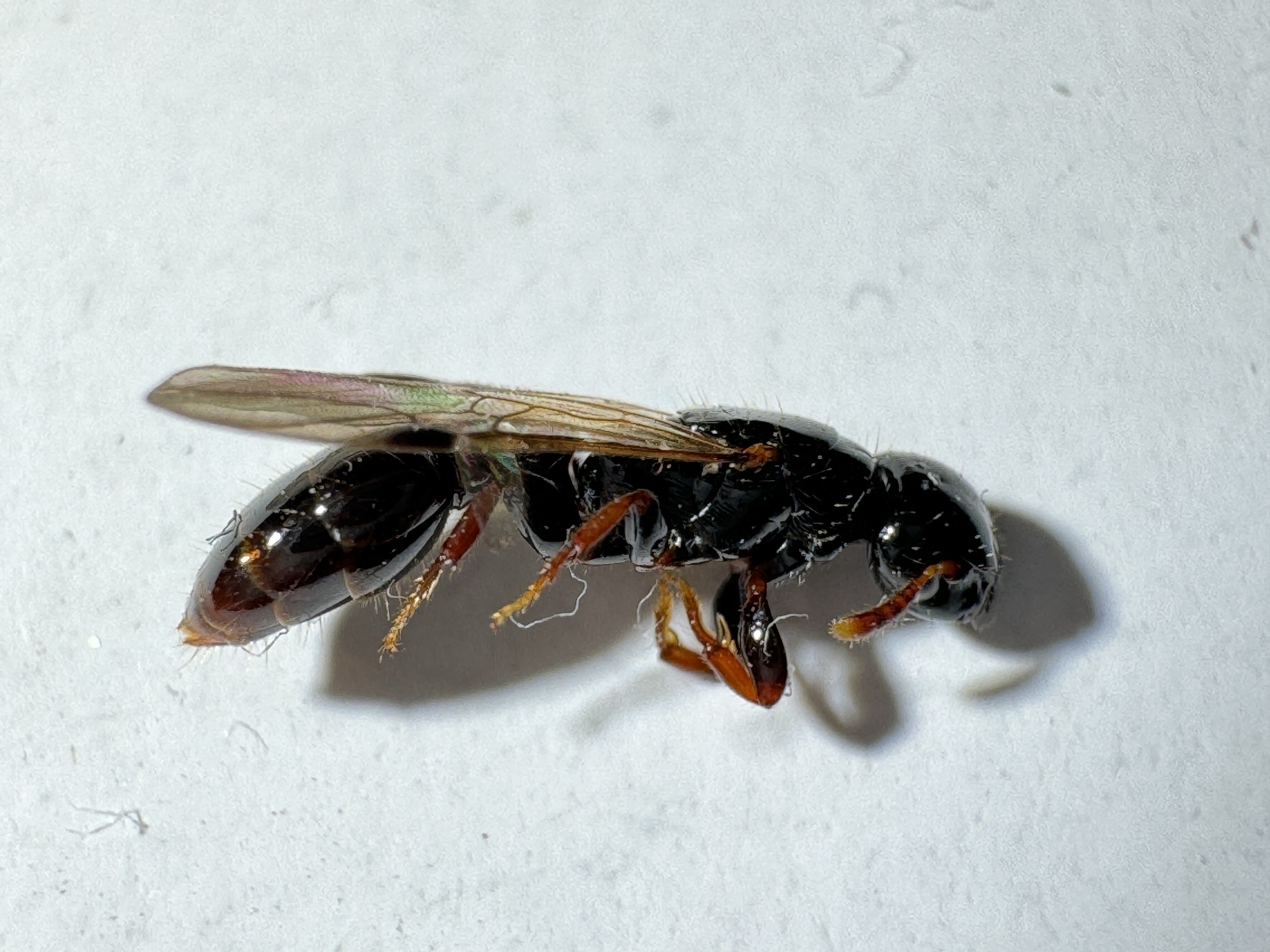 Metapone bakeri
