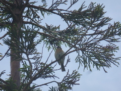 Fringilla coelebs moreletti