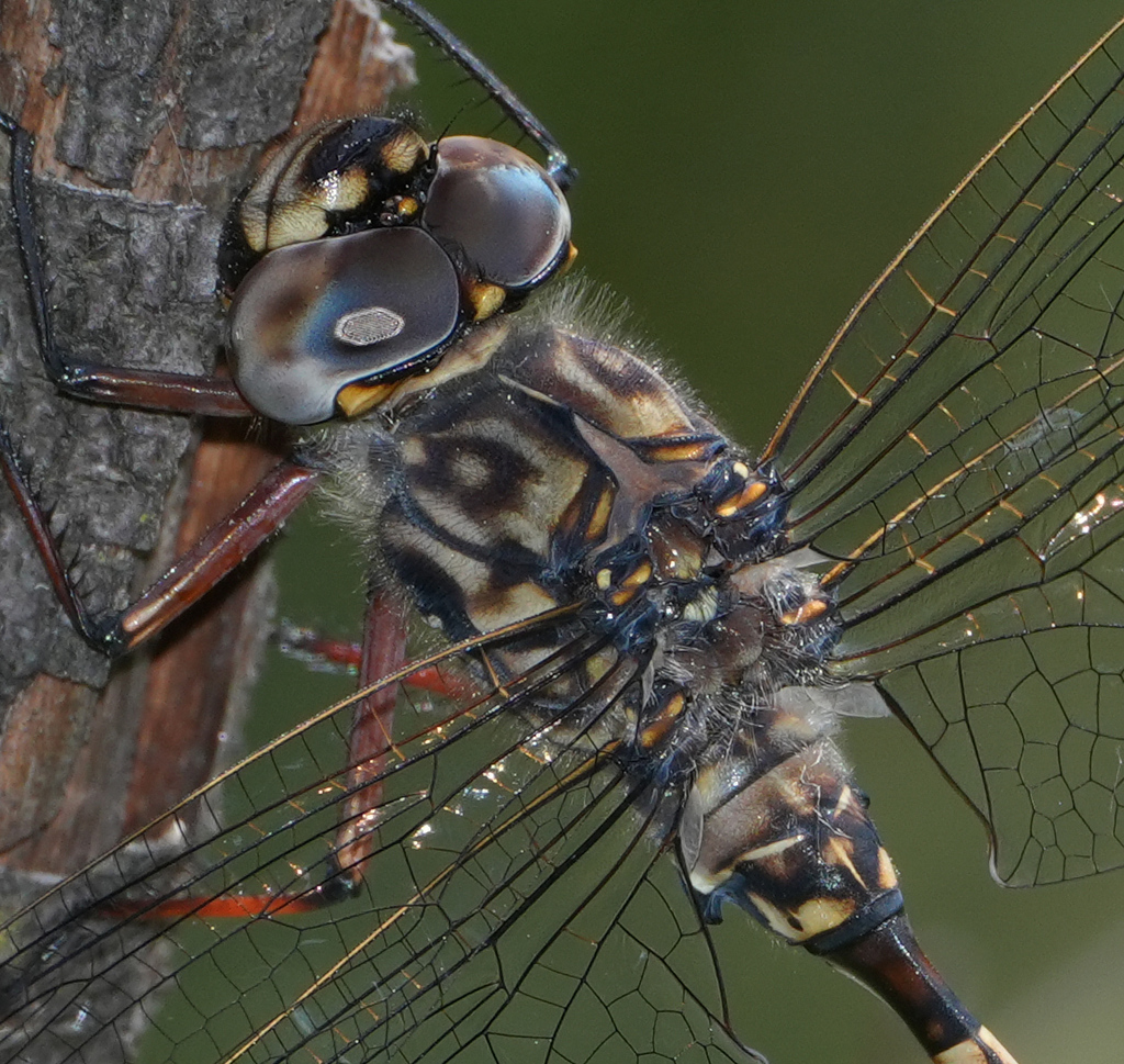 Conehead Darner