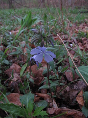 Phlox divaricata divaricata