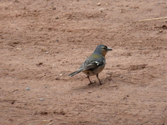 Fringilla coelebs moreletti