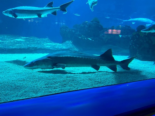 Chinese sturgeon (Acipenser sinensis) — Acipenseridae — 5