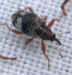 Anthonomus pedicularius