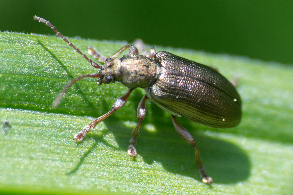 Plateumaris consimilis from 87549 Rettenberg, Deutschland on June 10