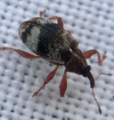 Anthonomus pedicularius