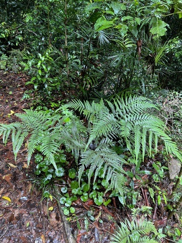 glossy shield fern (Lastreopsis marginans)