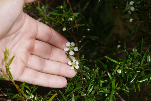 Image of Lemon Scented Tea Tree (Leptospermum petersonii) by (c) Lucas Christofides, some rights reserved (CC BY)