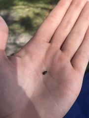 Microtheca ochroloma