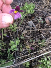 Viola beckwithii
