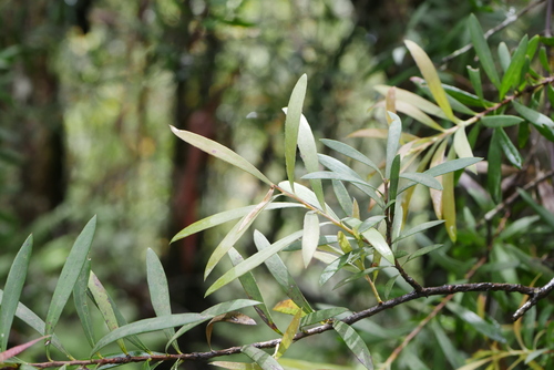 Image of Melaleuca montana by (c) Lucas Christofides, some rights reserved (CC BY)