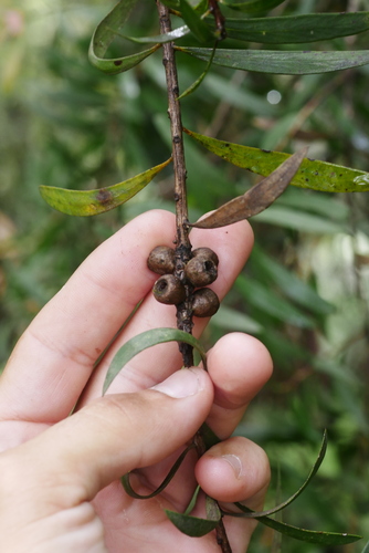 Image of Melaleuca montana by (c) Lucas Christofides, some rights reserved (CC BY)