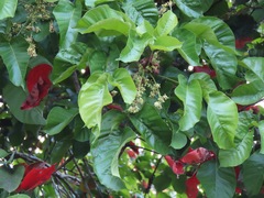 Sandoricum (Sandoricum koetjape)