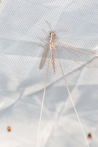 Austrocroce attenuata