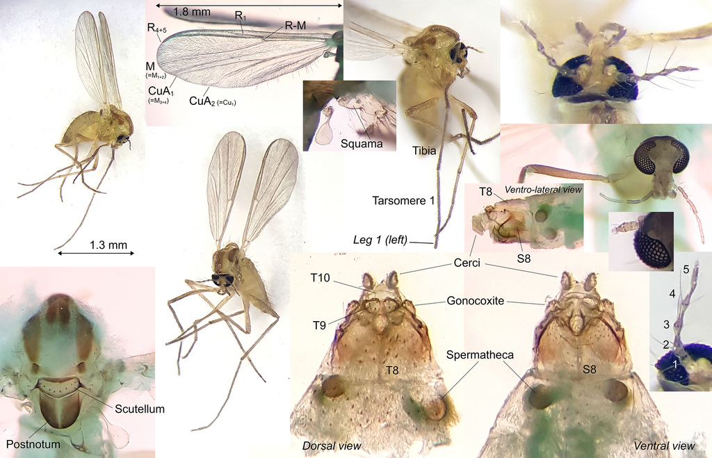 Parametriocnemus stylatus