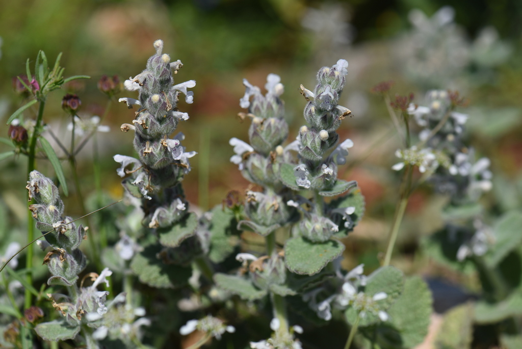 Nepeta scordotis