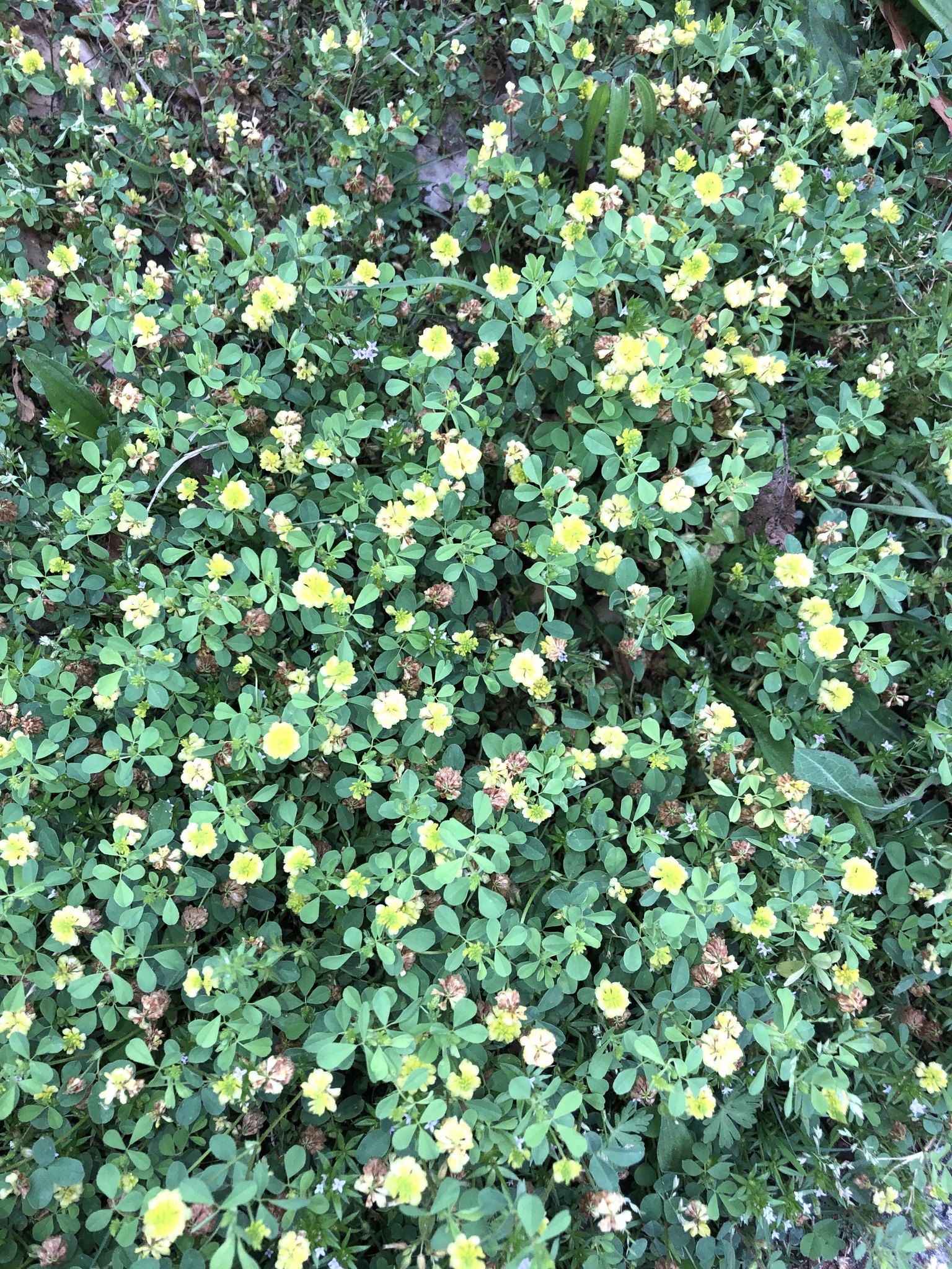 Trifolium campestre