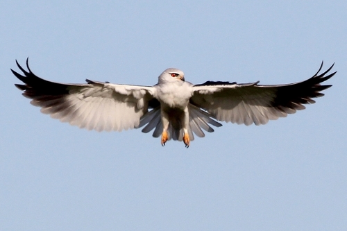 Black-winged Kite