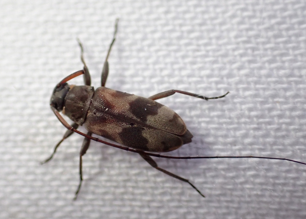 Lepturges amabilis
