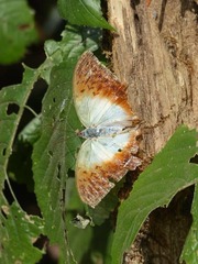 Charaxes fulvescens fulvescens