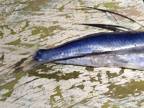 Humpback flyingfish (Exocoetus gibbosus) — Exocoetidae — 4