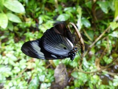 Hypolimnas anthedon anthedon