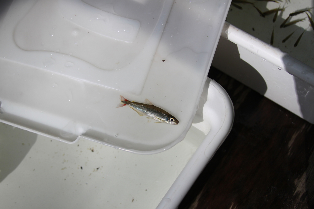 Iguanodectes variatus