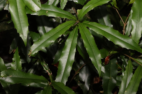 Image of Macadamia ternifolia by (c) Greg Tasney, some rights reserved (CC BY-SA)