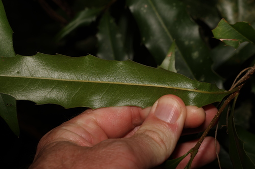 Image of Macadamia ternifolia by (c) Greg Tasney, some rights reserved (CC BY-SA)